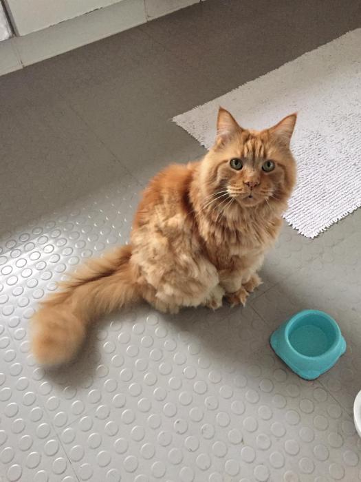 rote Maine Coon sitzt vor leerem türkisfarbenen Napf