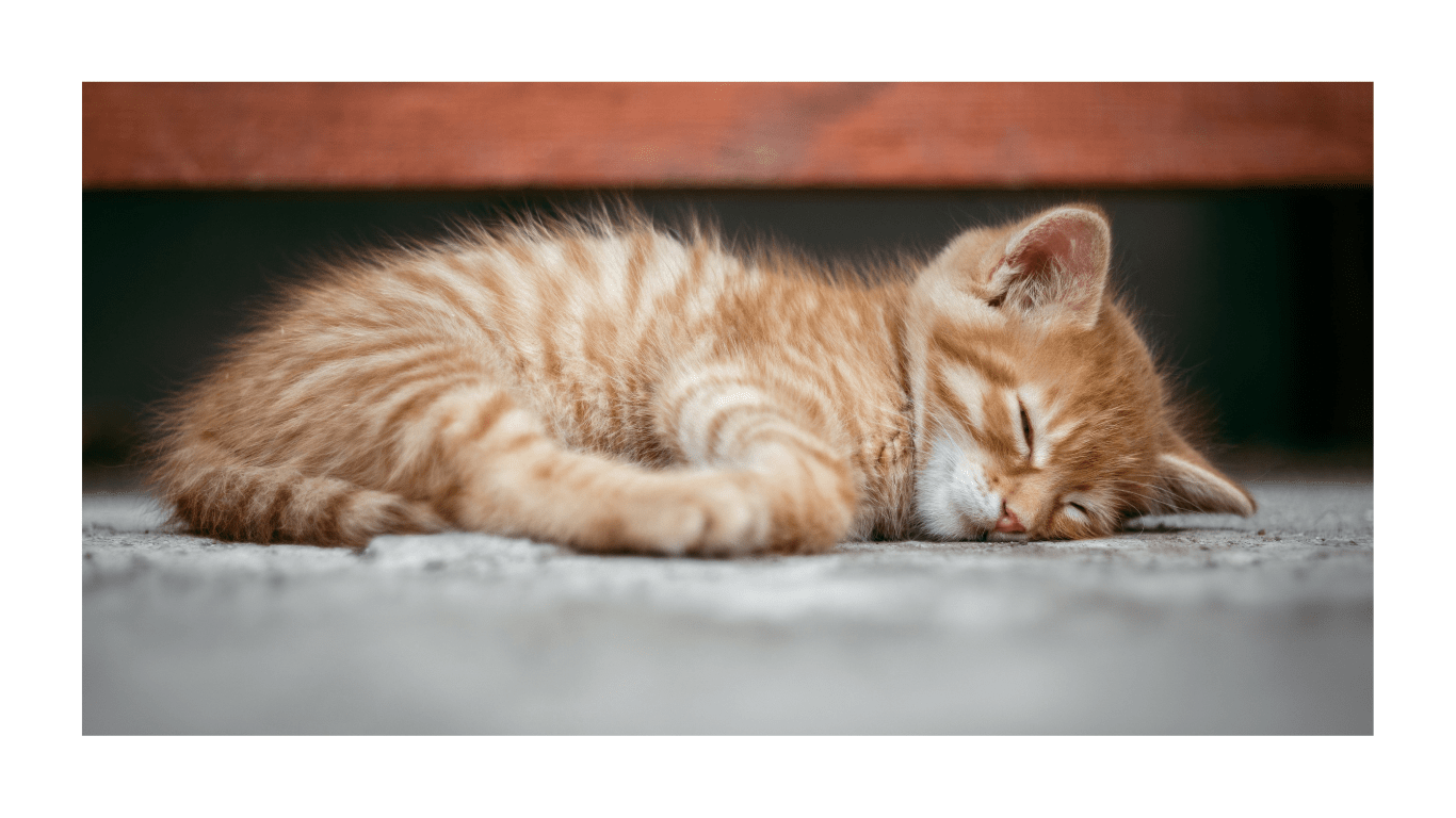 7 Schritte zu Ihrer Premium-Haustierbetreuung