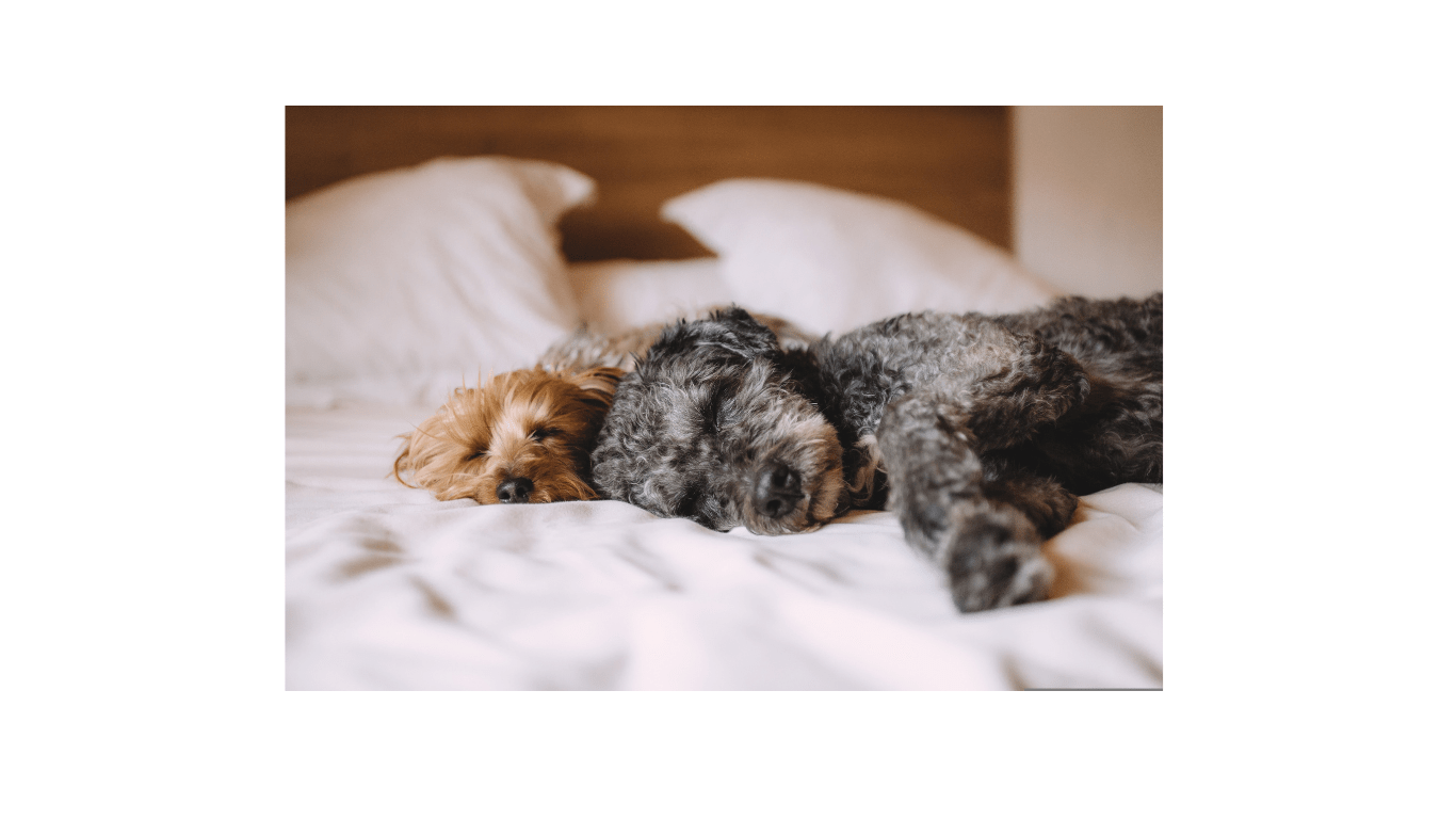 zwei Hunde liegen in einem Bett und schlafen