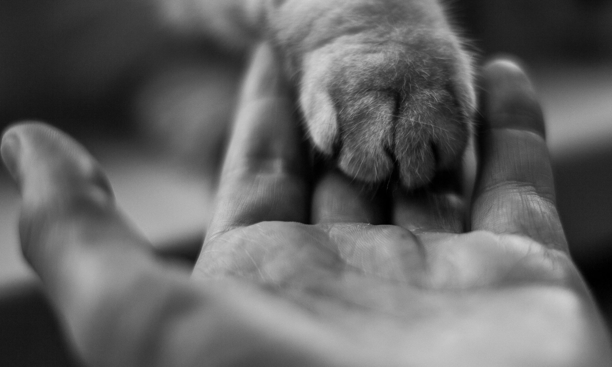 schwarz-weiß Bild, menschen reicht Hundepfote die hand