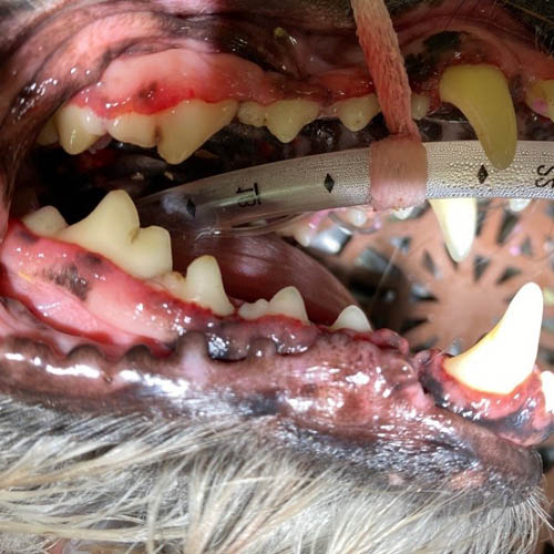 Zahnstein beim Haustier: Ursachen, Folgen & effektive Vorbeugung


Wie entsteht Zahnstein bei Hund und Katze? Tiermedizinisch fundierte Informationen, Risiken & Tipps zur Zahnpflege – von The House and Pet Care.