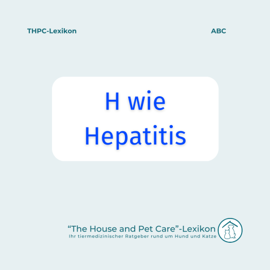 Hepatitis bei Hund und Katze